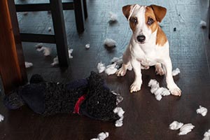 ペット飼育について